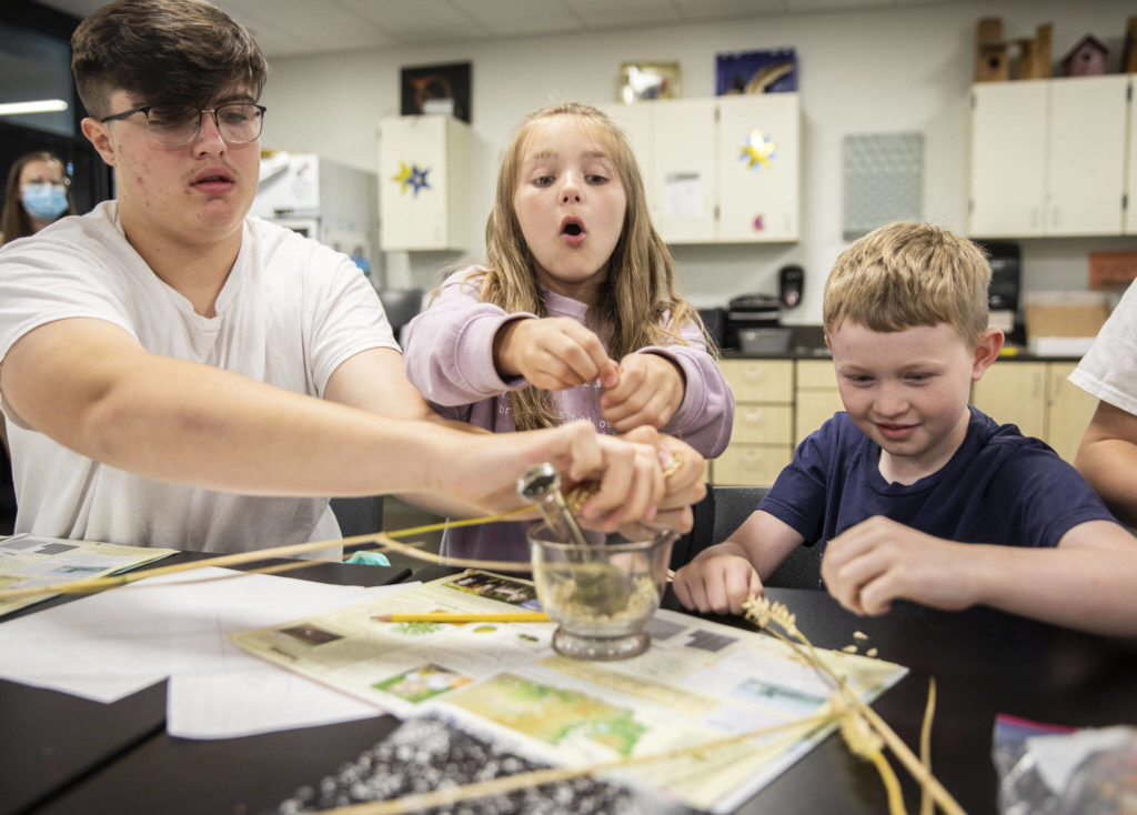 Lillian Charron, center, reacts to figuring out how to pull wheat seeds off of the stem during a FFA focused summer school class on July 7, in Marysville. (Olivia Vanni / The Herald)
