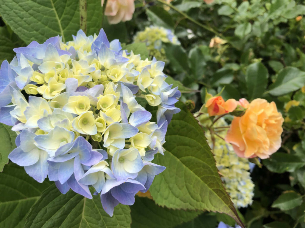 With plenty of rain in June, nutrients have been washed out of the soil. So it is even more critical to apply fertilizer. (Sunnyside Nursery)
