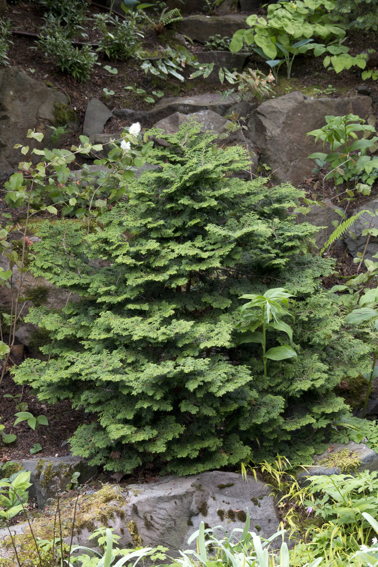 Chamaecyparis obtusa ‘Kosteri.’ (Richie Steffen)