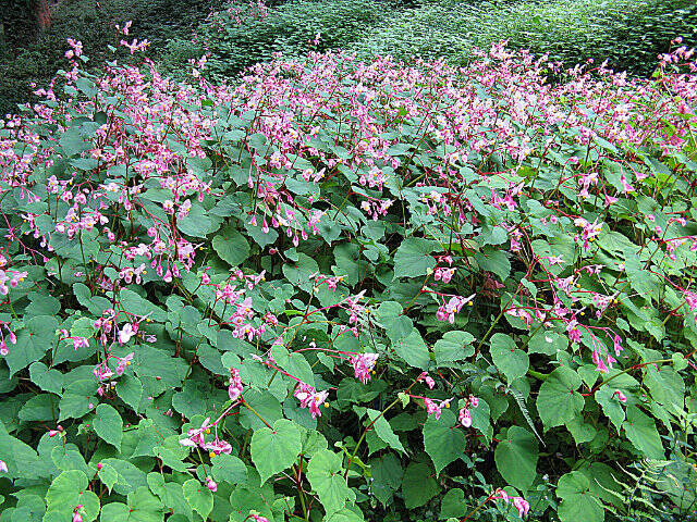 Begonia grandis. (North Carolina State University Extension Service)