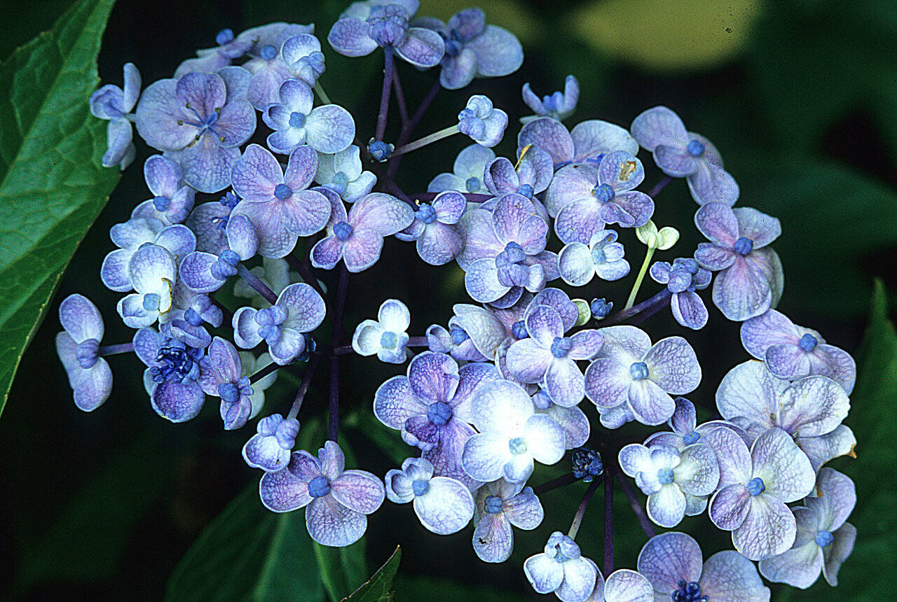 Hydrangea macrophylla ‘Ayesha.’ (Richie Steffen)