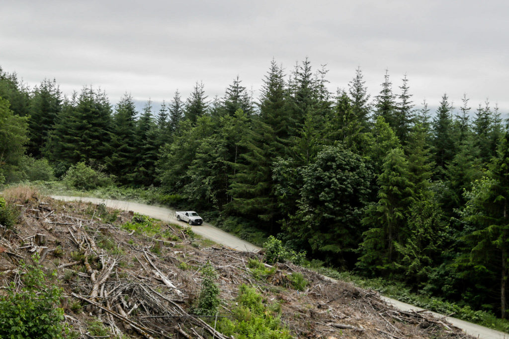 Justin Sundstrom, Forest Service ranger, drives down the Green Mountain Rd on July 23 near Granite Falls. (Kevin Clark / The Herald)
