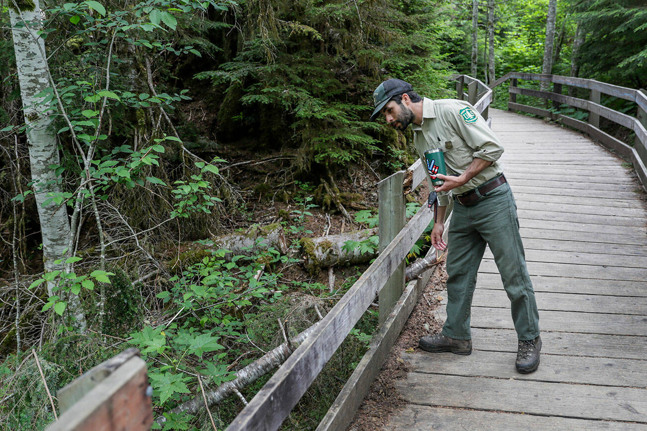 Forest ranger Justin Sundstrom looks over a newly reported broken rail at the Ice Cave trail Saturday morning near Granite Falls, Washington on July 23, 2022. (Kevin Clark / The Herald)