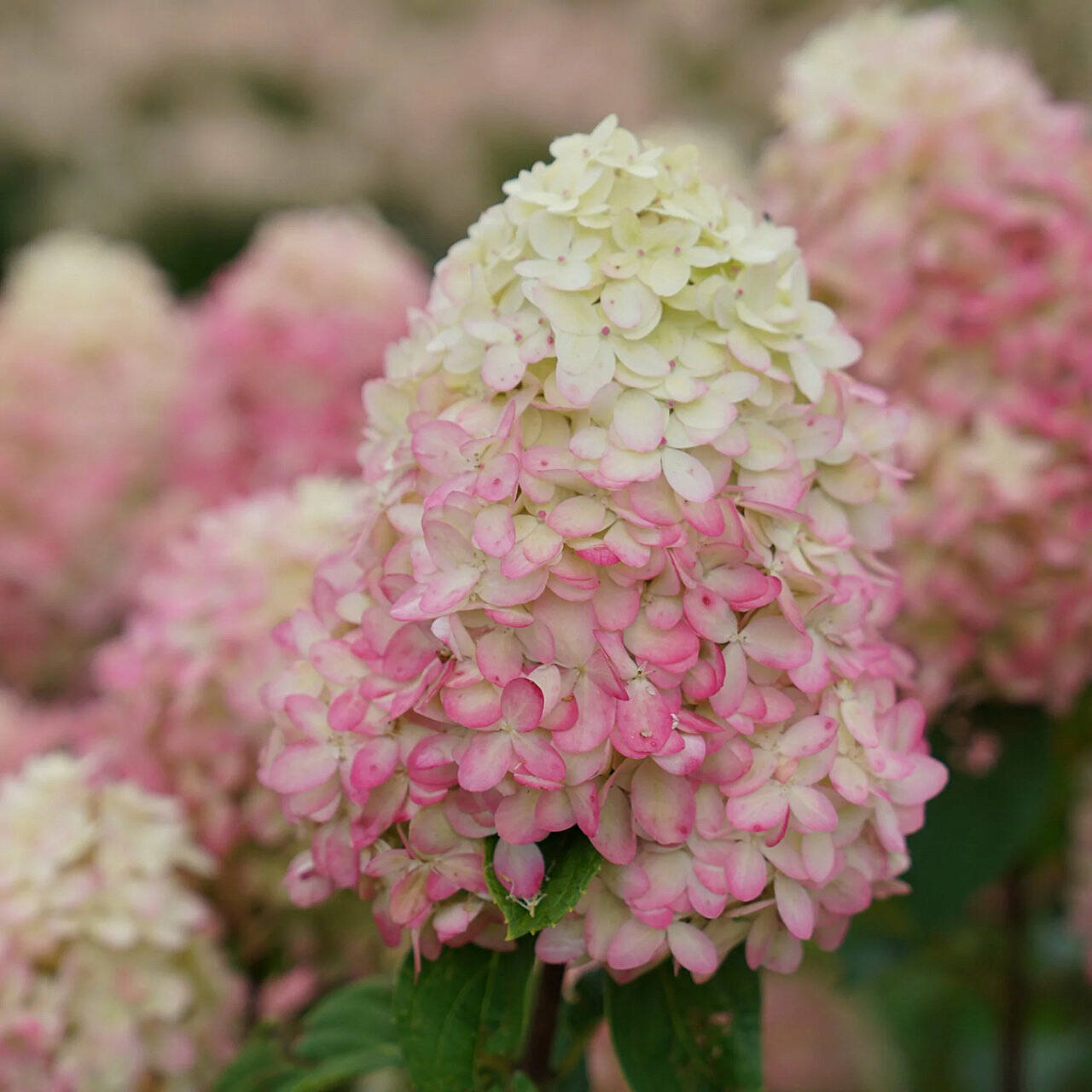 The Limelight Prime panicle hydrangea. (Proven Winners)