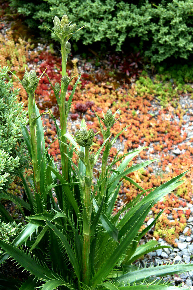 Eryngium agavifolium, commonly known as agave-leaf sea holly. (Richie Steffen)