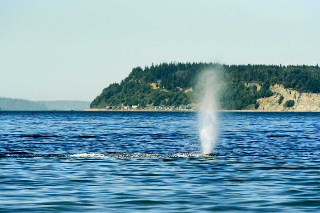 A gray whale has lingered around Possession Sound in July 2022. (Sara Montour Lewis / Our Wild Puget Sound)
