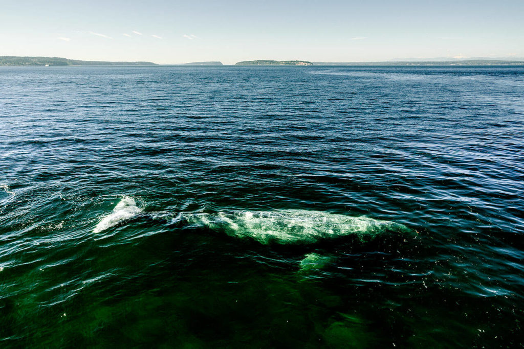 A gray whale has lingered around Possession Sound in July 2022. (Sara Montour Lewis / Our Wild Puget Sound)
