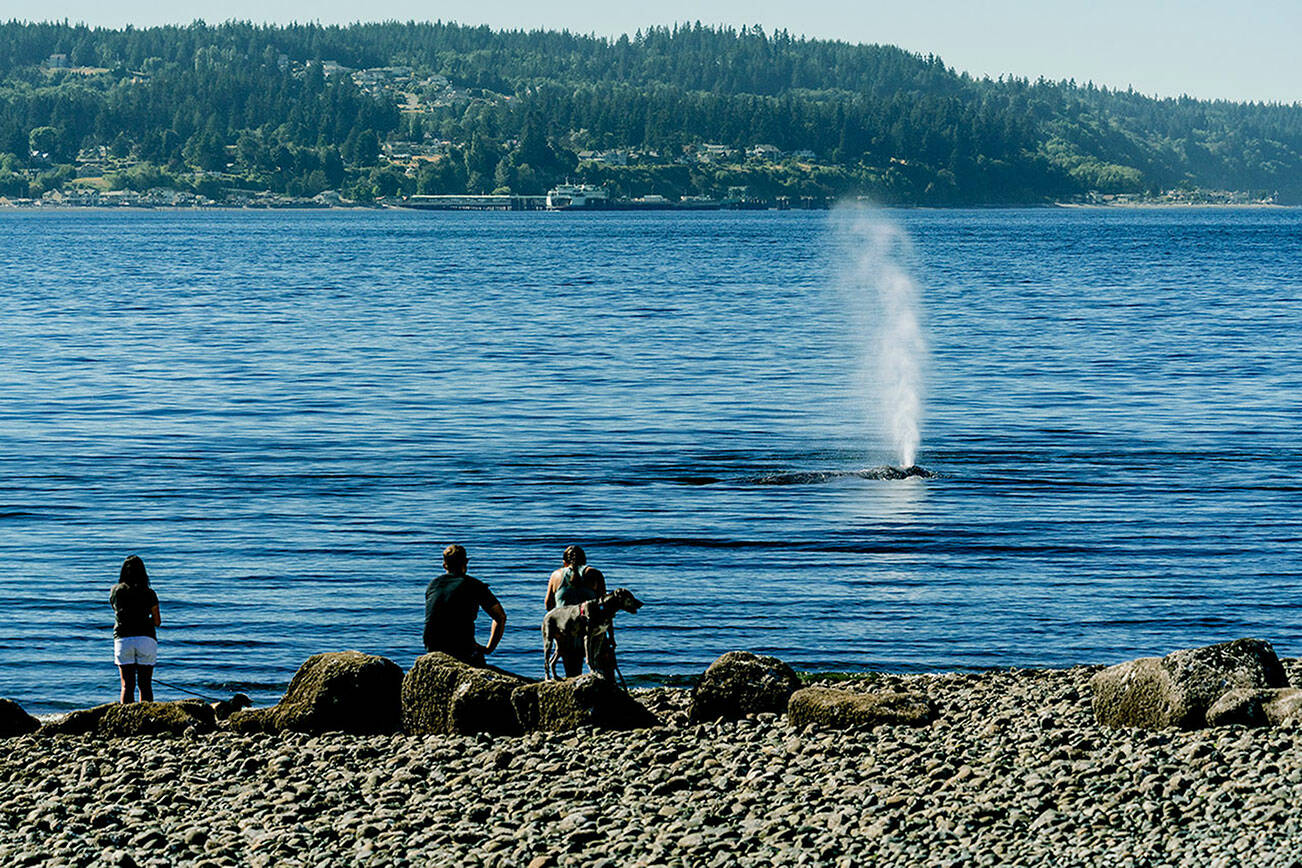 A gray whale has lingered around Possession Sound in July 2022. (Sara Montour Lewis / Our Wild Puget Sound)