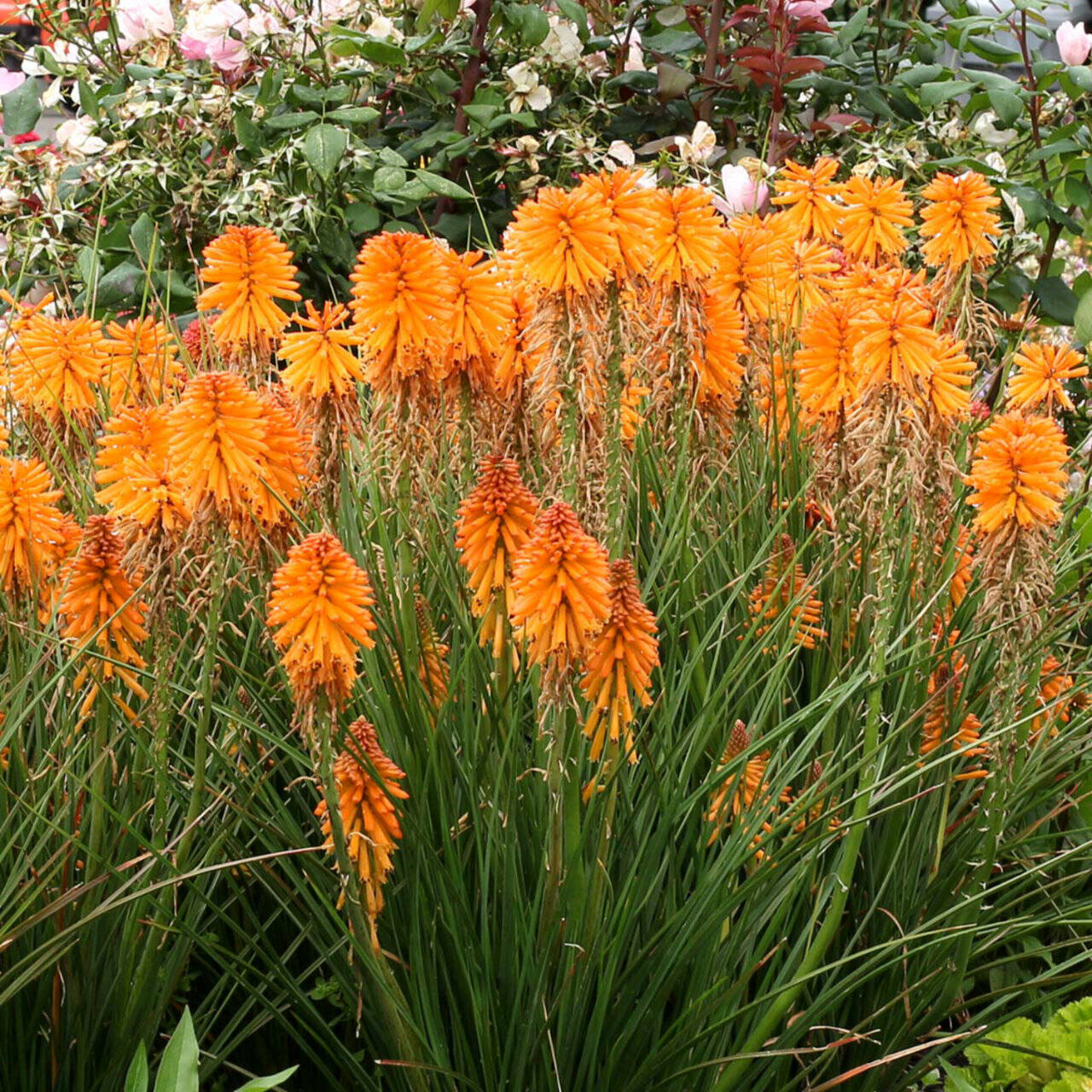 ‘Poco Orange’ Red Hot Poker. The Poco series comes in pure colors from lemon yellow all the way to dark red. (Terra Nova Nurseries)