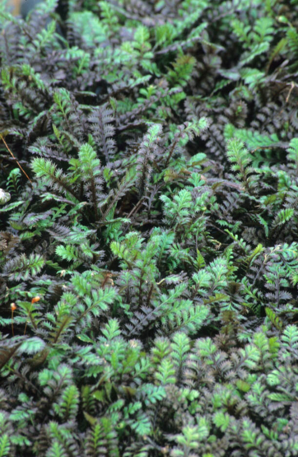 Leptinella squalida, Platt’s Black, commonly called Platt’s Black brass buttons. (Richie Steffen)