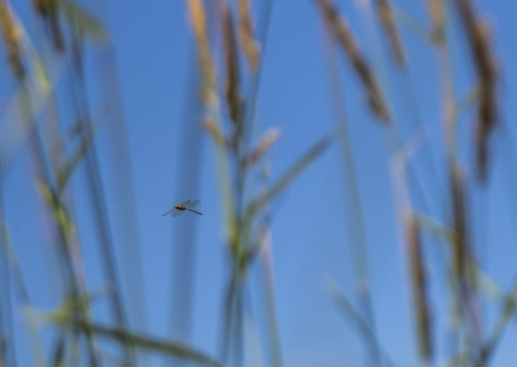 A dragonfly maneuvers through the tall grass along the Shadow Lake and Snohomish River Trail. (Olivia Vanni / The Herald)
