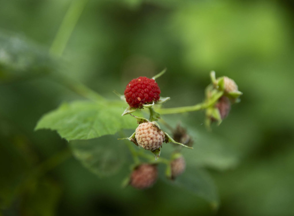 A ripe thimbleberry along the Shadow Lake and Snohomish River Trail. (Olivia Vanni / The Herald)
