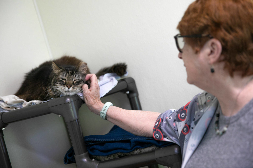 Pretty Boy gets some scratches from Purrfect Pals Cat Sanctuary Executive Director Kathleen Olsen on July 20 near Arlington. (Ryan Berry / The Herald)
