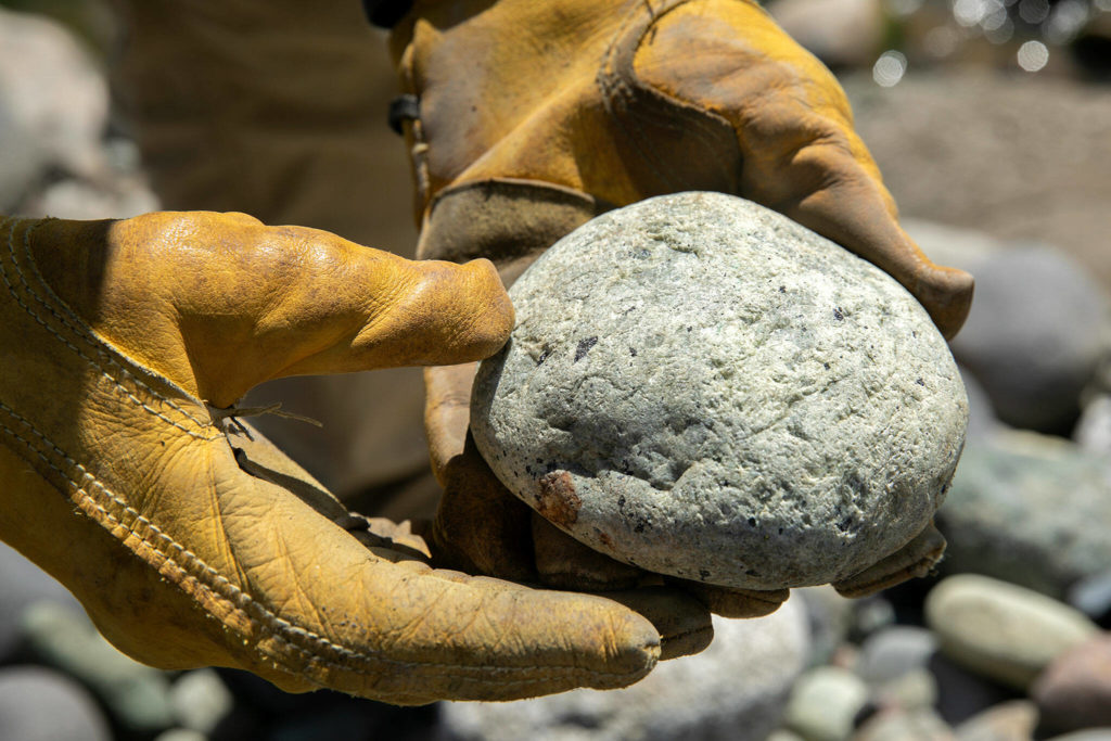 Jon Elmgren holds an unsuspecting rock that contains olivine, a mineral that is uncommon through most of the world, but abundant in certain parts of Washington on July 23 along the Nooksack River near Deming. (Ryan Berry / The Herald)
