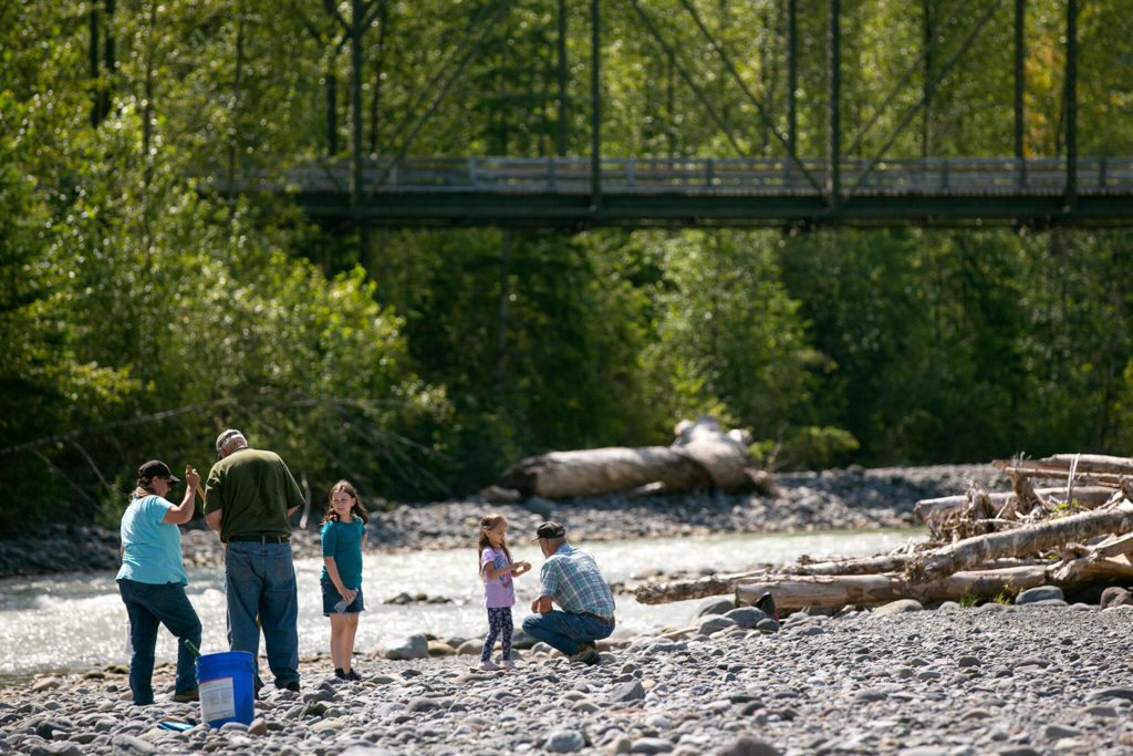 A group of rockhounds scour the riverbed for olivine and other types of rock on July 23 along the Nooksack River near Deming. (Ryan Berry / The Herald)
