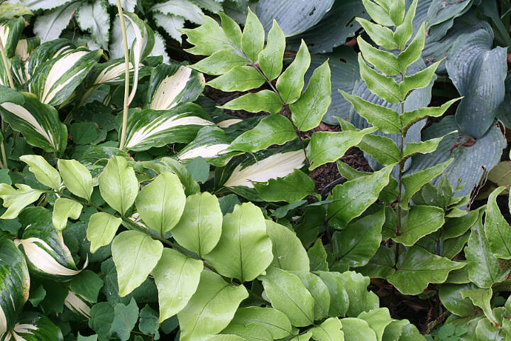 Large-leaf holly fern. (Richie Steffens)