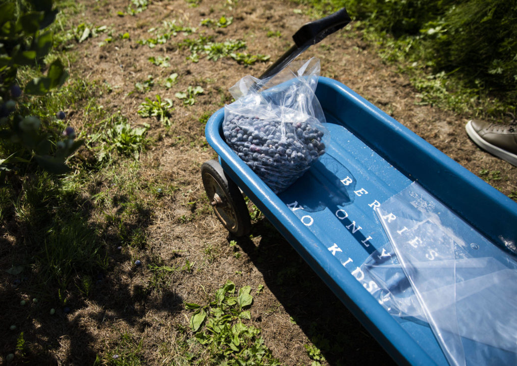 A bag full of blueberries sits in a wagon at Hazel Blue Acres on Friday, in Arlington. (Olivia Vanni / The Herald)
