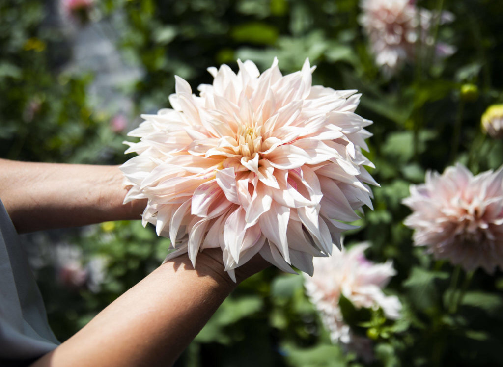 Pretty Flower Farm owner Zhanna Andreyanov holds one of her prized dahlias on Friday, in Arlington. (Olivia Vanni / The Herald)
