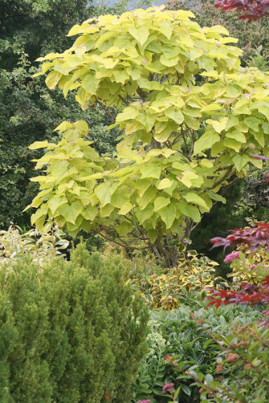 Golden catalpa. (Richie Steffens)