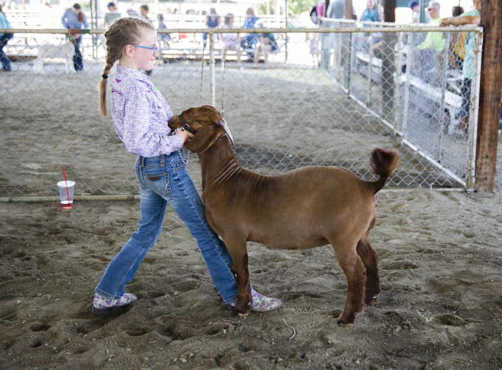 Kinsley Huscusson, 10, practices before heading in to show her goat Peaches during opening day of the Evergreen State Fair on Thursday, in Monroe. (Olivia Vanni / The Herald)
