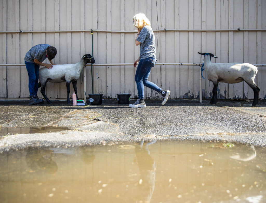 Ben and Alyssa Adams wash their sheep during opening day of the Evergreen State Fair on Thursday, in Monroe. (Olivia Vanni / The Herald)

