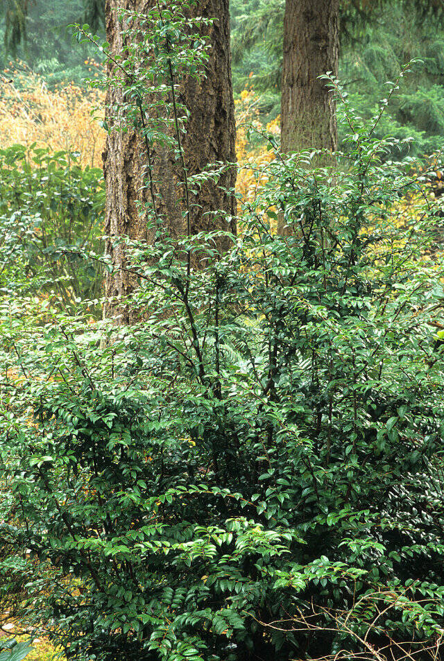 Vaccinium ovatum, or evergreen huckleberry, is an iconic native plant of the Pacific Northwest. (Richie Steffen)