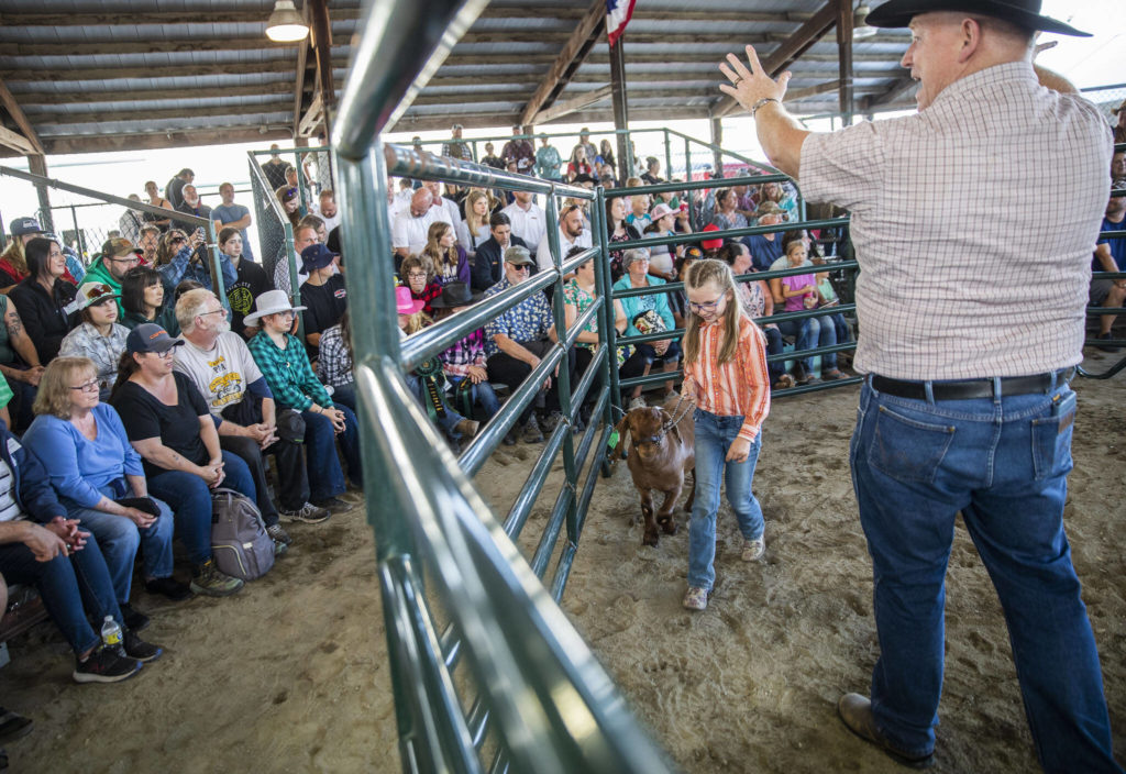 Kinsley Huscusson, 10, leads her goat Peaches around the arena during the Evergreen Youth Livestock Show at the Evergreen State Fair on Saturday, in Monroe. (Olivia Vanni / The Herald)

