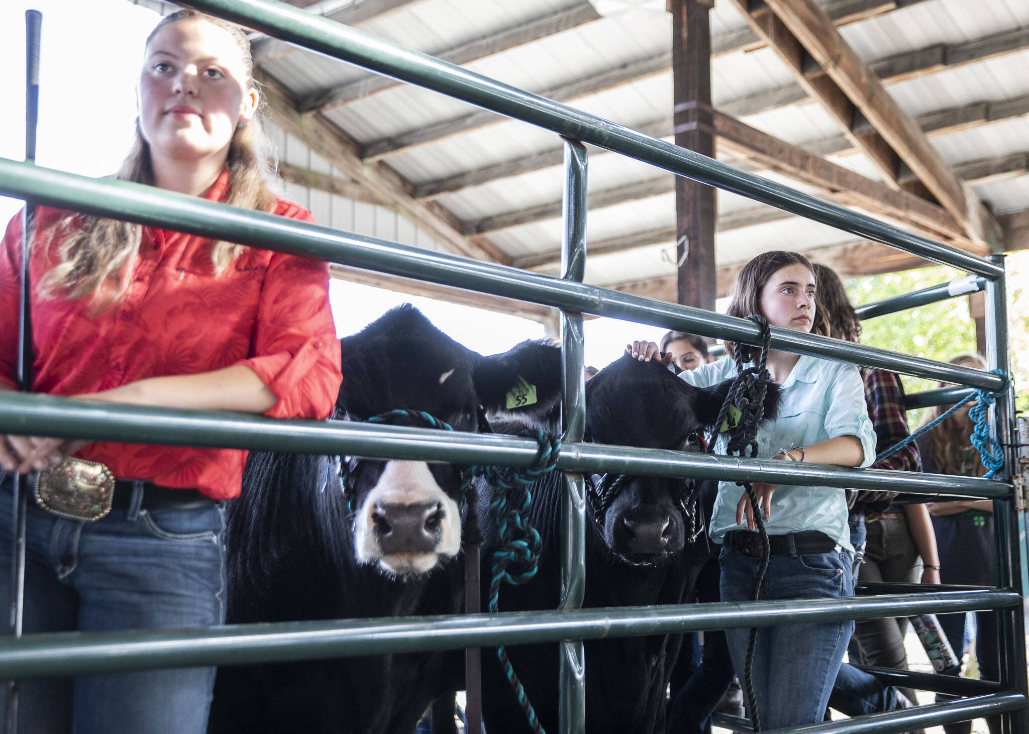 Exhibitors wait to lead their cows into the arena for auction during the Evergreen Youth Livestock Show at the Evergreen State Fair on Saturday, in Monroe. (Olivia Vanni / The Herald)