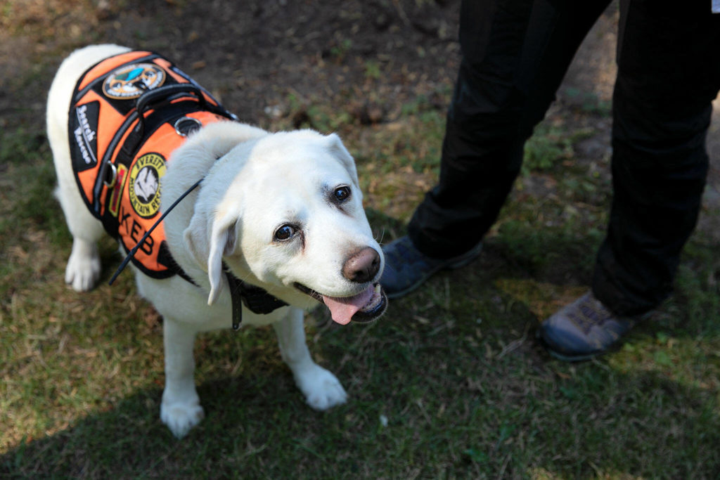 Keb, a 12-year-old search-and-rescue dog, stands at the feet of owner Suzanne Elshult after a quick training exercise Wednesday, Aug. 17, 2022, at Meadowdale High School in Lynnwood. (Ryan Berry / The Herald)
