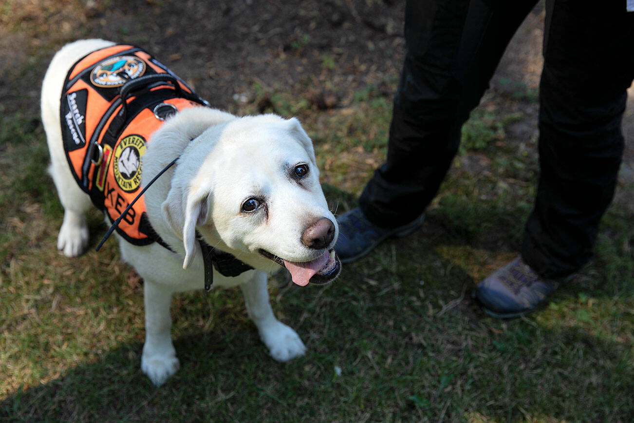 Keb, the 12-year-old search an rescue dog, stands at the feet of owner Suzanne Elshult after a quick training exercise Wednesday, Aug. 17, 2022, at Meadowdale High School in Lynnwood, Washington. (Ryan Berry / The Herald)