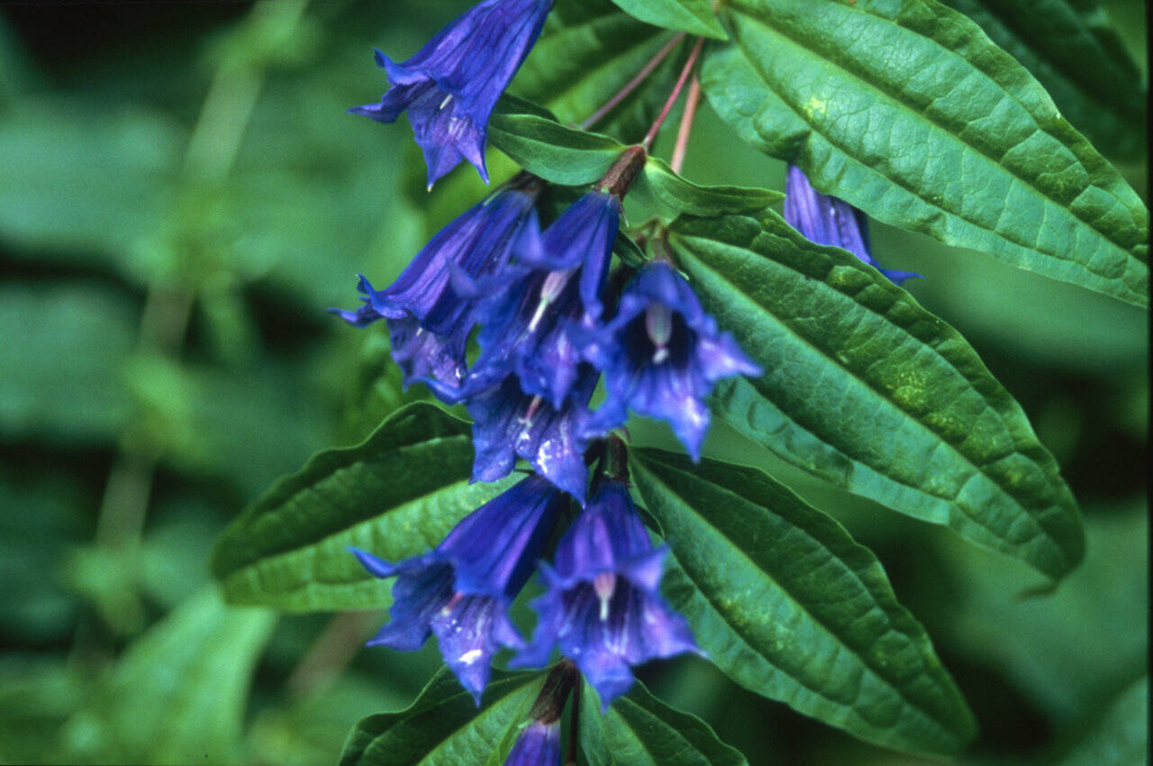 Gentiana asclepiadea, commonly called willowleaf gentian, looks great with ferns. (Great Plant Picks)