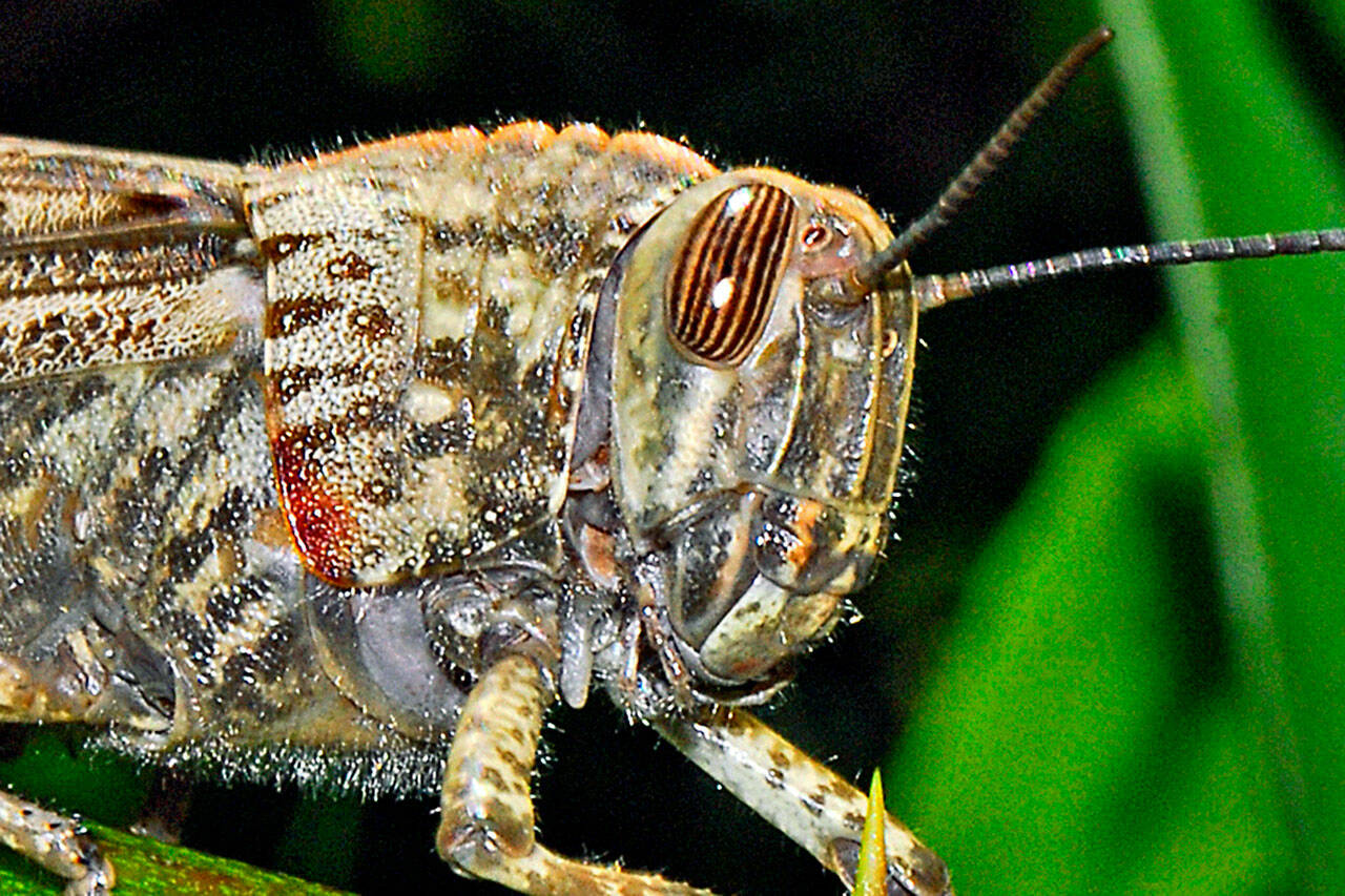 Egyptian grasshopper (Hectonichus, <a href="https://creativecommons.org/licenses/by-sa/4.0/deed.en" target="_blank">CC BY-SA 4.0</a>, via <a href="https://commons.wikimedia.org/wiki/File:Acrididae_-_Anacridium_aegyptium-001.JPG" target="_blank">Wikimedia Commons</a>)