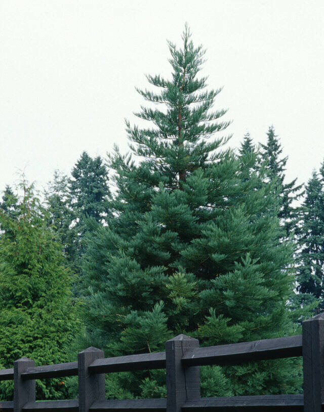 Sequoiadendron giganteum ‘Glaucum,’ commonly called blue-needled giant sequoia. (Great Plant Picks)