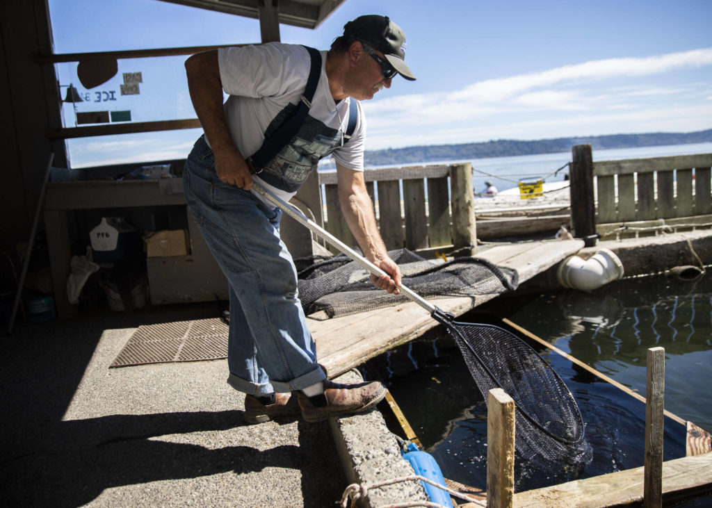 Dan Cooper fishes live herring out of his holding pond with a net at Possession Point Bait Co., a bait store on the Clinton shore started in the 1960s by his parents. Cooper catches the herring that he sells for $7 a dozen. (Olivia Vanni / The Herald)
