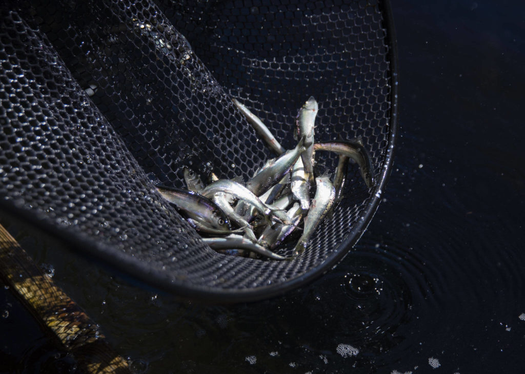 Live herring at Possession Point Bait Co. in Clinton. (Olivia Vanni / The Herald)
