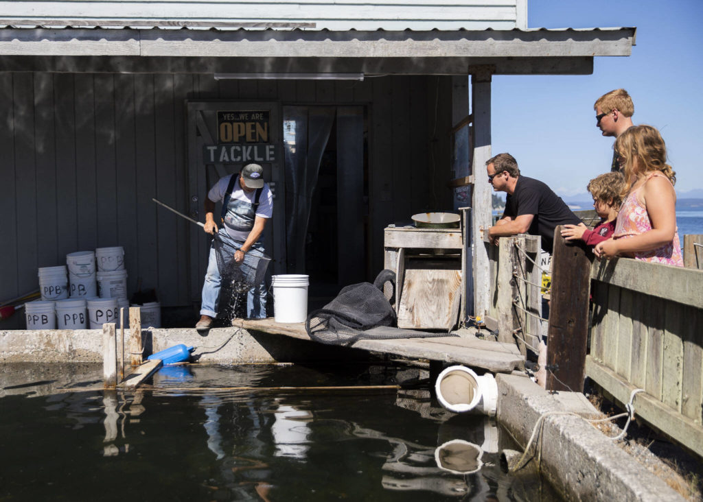 Customers wait as Dan Cooper fishes live herring out of his holding pond. (Olivia Vanni / The Herald)
