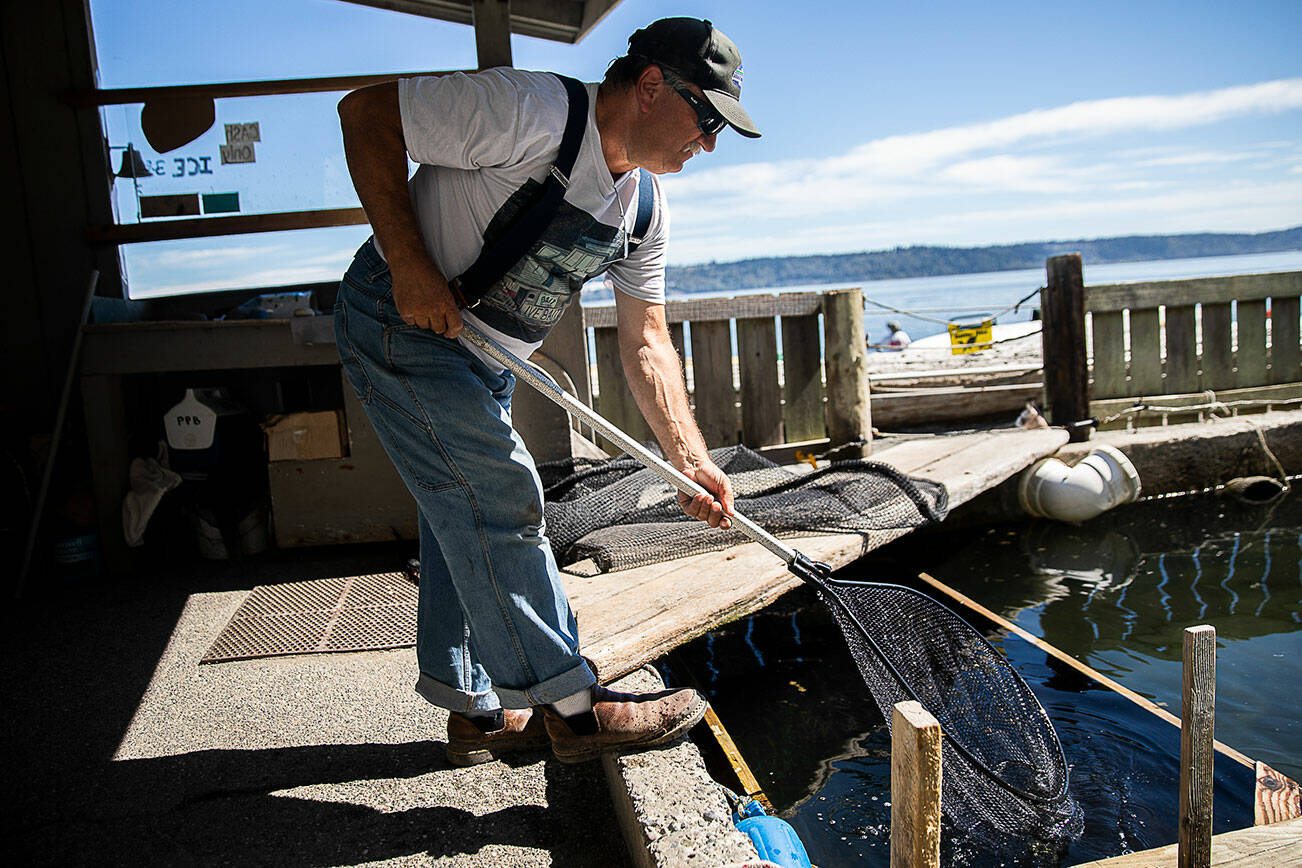 Possession Point Bait Company owner Dan Cooper fishes live herring out of his holding pond with a net on Wednesday, Sept. 7, 2022 in Clinton, Washington. (Olivia Vanni / The Herald)