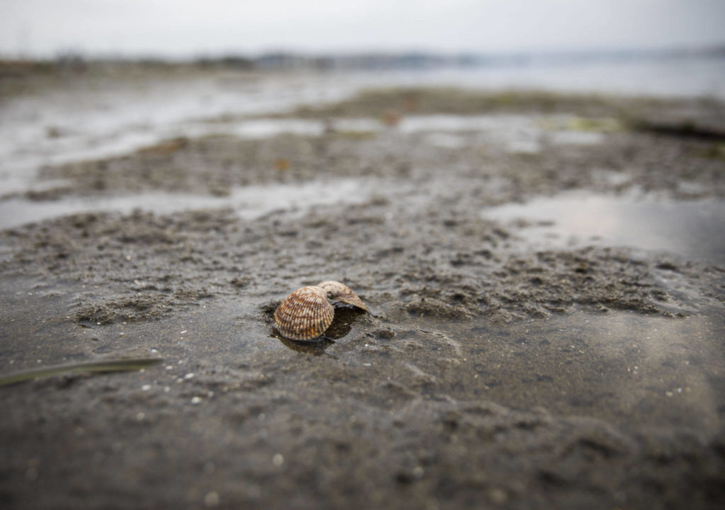 An empty cockle shell sits on the beach at Windjammer Park on Sept. 12, in Oak Harbor. (Olivia Vanni / The Herald)

