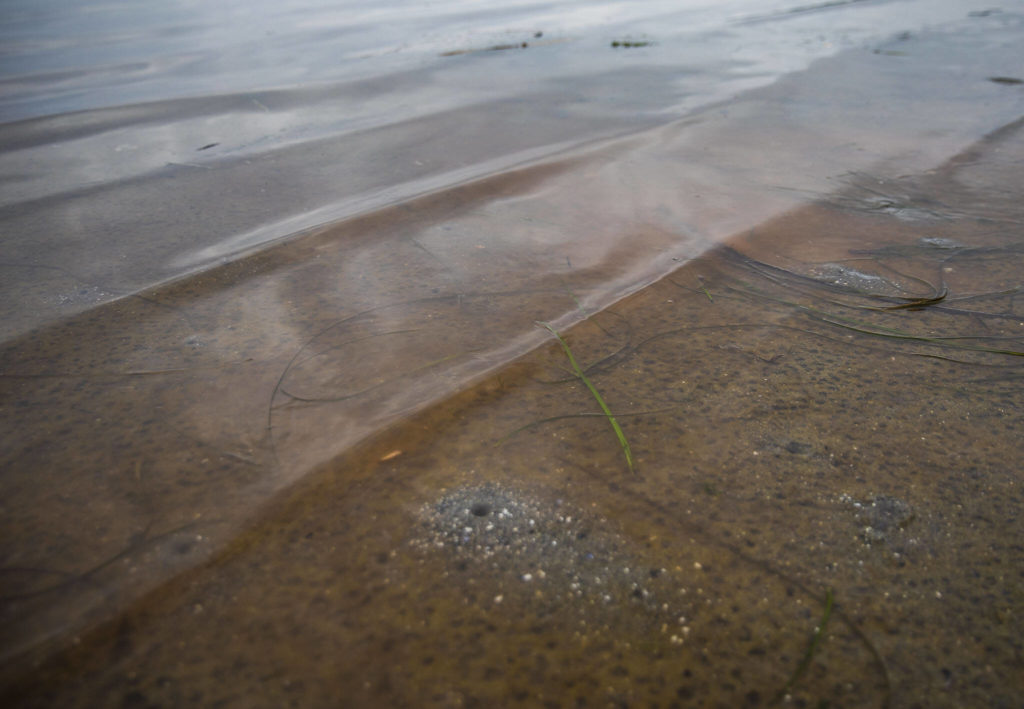 Remnants of red dye released to help check shellfish health washes up on the beach at Windjammer Park on Sept. 12, in Oak Harbor. (Olivia Vanni / The Herald)
