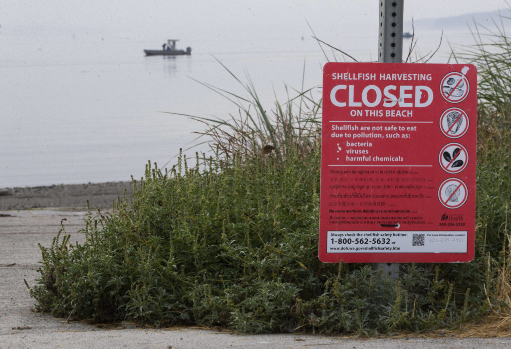 A sign alerts beachgoers that shellfish is not safe at Windjammer Park due to pollution on Sept. 12, in Oak Harbor. (Olivia Vanni / The Herald)
