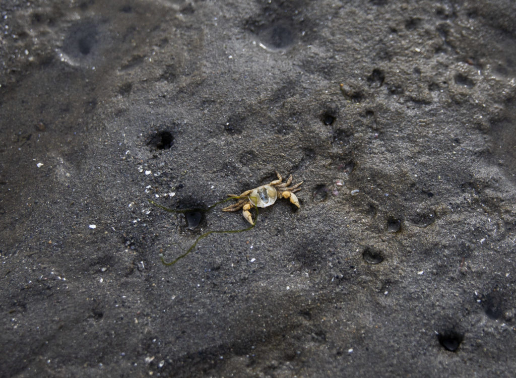 The shell of a crab sits on the beach at Windjammer Park on Sept. 12, in Oak Harbor. (Olivia Vanni / The Herald)
