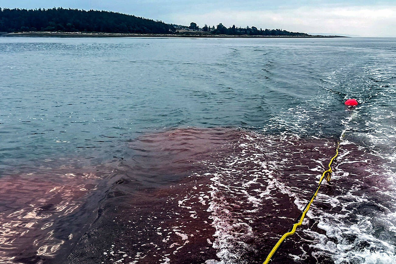 Remnants of red dye released to help check shellfish health on Monday, Sept. 12, 2022 in Oak Harbor, Washington. (Penn Cove Shellfish)