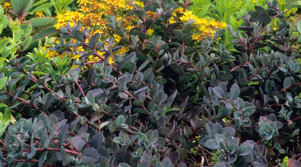 Sedum ‘Bertram Anderson.’ (Richie Steffen)