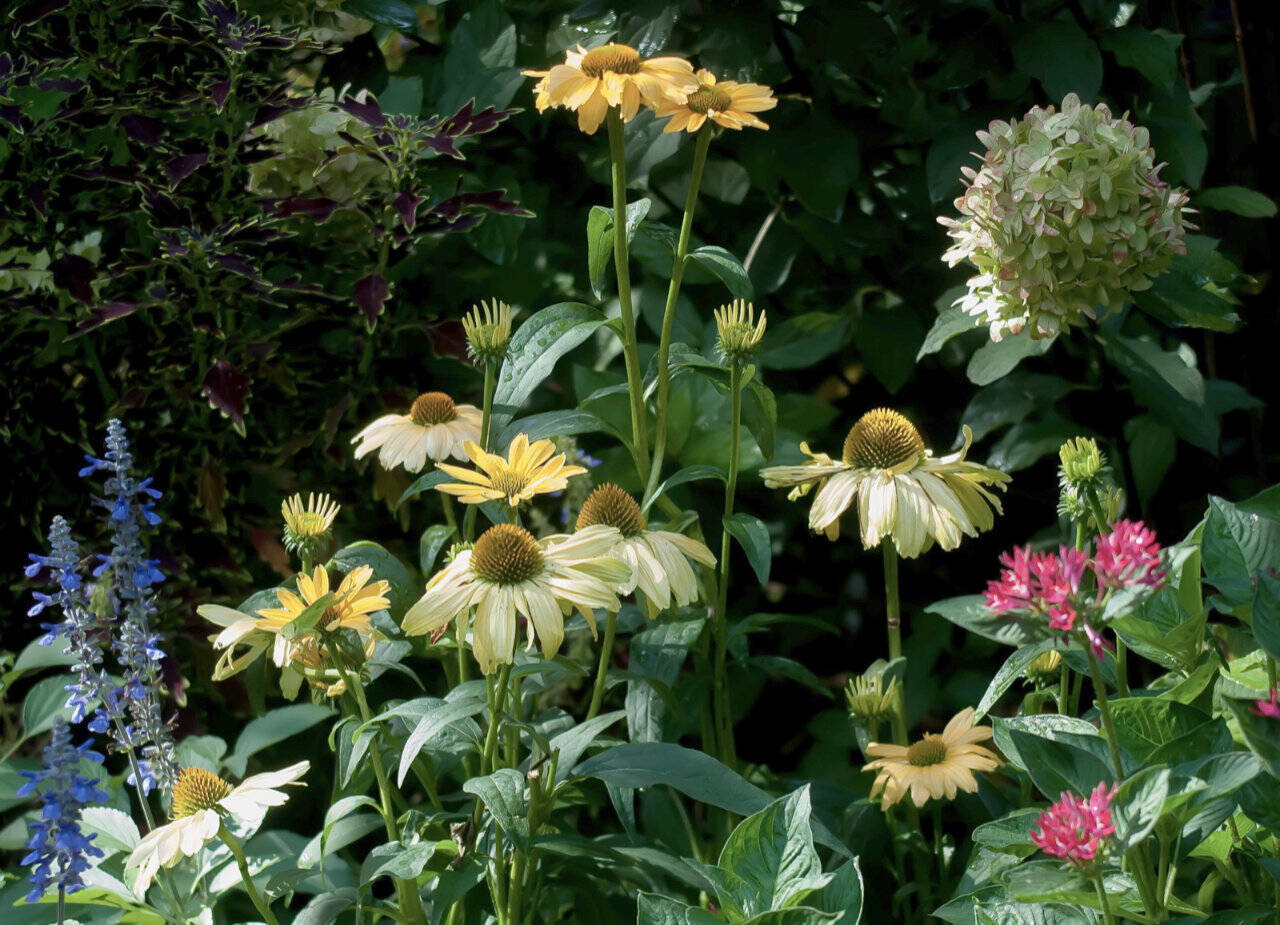 Color Coded, One in a Melon coneflowers, Sunstar Red pentas, Rockin Playin the Blues salvia and Lime Light Prime hydrangea create a corner of bliss at Norman Winter’s house. (Norman Winter / TNS)