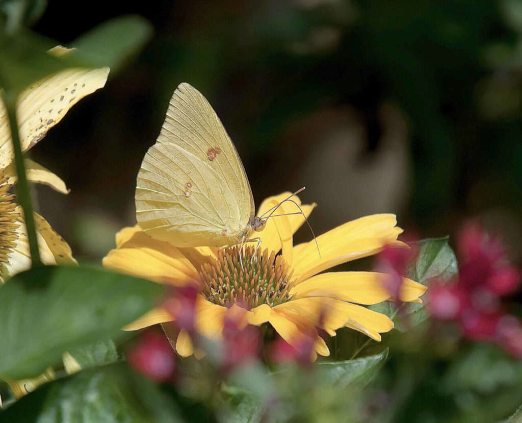 This Cloudless Sulphur butterfly creates nature’s version of the monochromatic color scheme as it feeds on Color Coded, One in a Melon coneflower. (Norman Winter / TNS)
