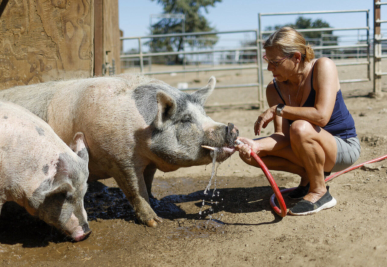 Sheila Murphy, founder of Alma Bonita Animal Rescue in Morgan Hill, California, cools off a couple of pigs with water Tuesday. She said her outdoor thermometer read 116 degrees. (Nhat V. Meyer / Bay Area News Group, via TNS)