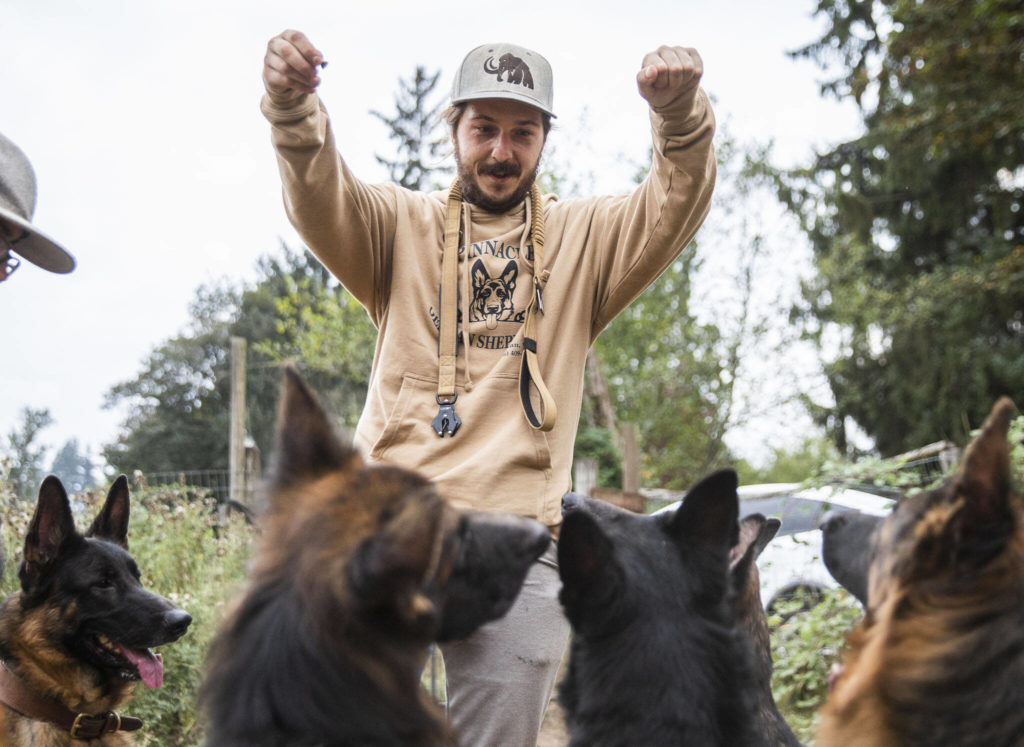 Joe Taylor, co-owner of Pinnacle German Shepards, gets his dogs to sit outside of their new temporary home at Rosecrest Equestrian Estate on Tuesday, in Monroe. (Olivia Vanni / The Herald)

