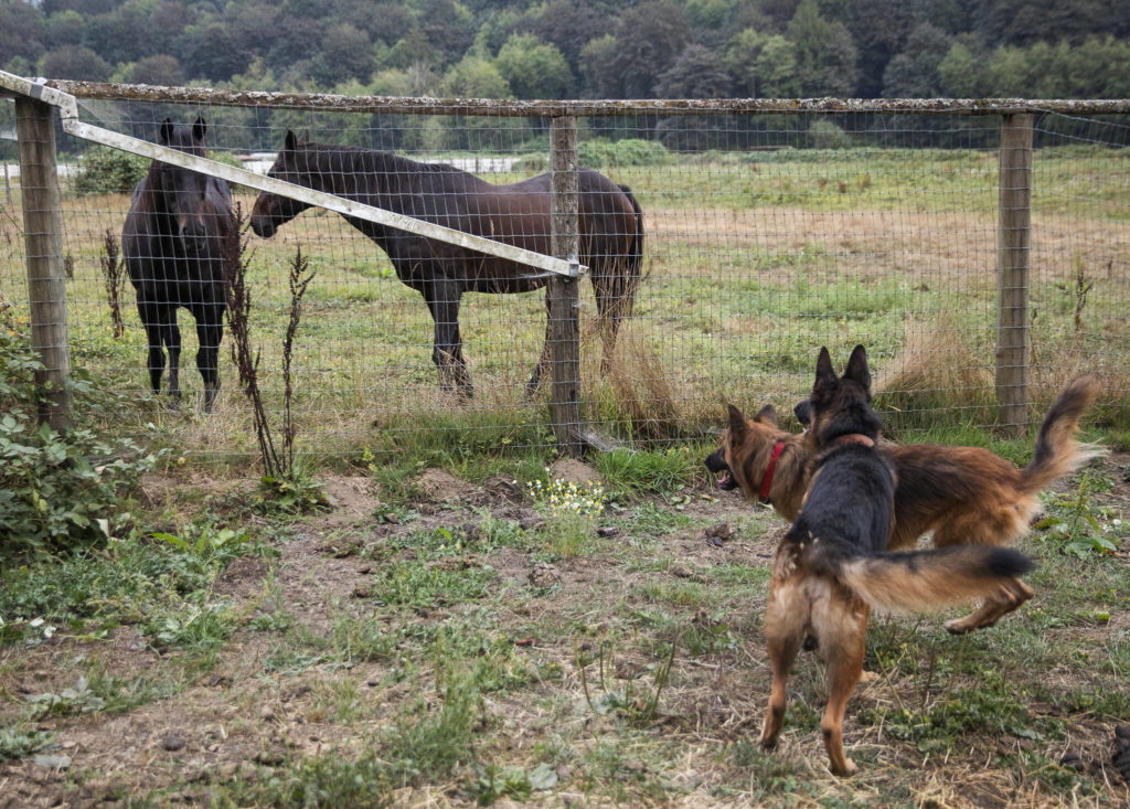 Two German Shepards checkout a pair of horse walking outside of their temporary home at Rosecrest Equestrian Estate on Tuesday, in Monroe. (Olivia Vanni / The Herald)
