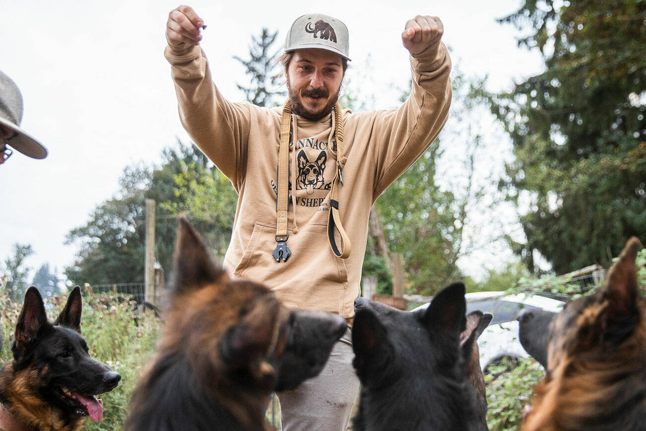 Joe Taylor, co-owner of Pinnacle German Shepards, gets his dogs to sit outside of their new temporary home at Rosecrest Equestrian Estate on Tuesday, Sept. 13, 2022 in Monroe, Washington. (Olivia Vanni / The Herald)