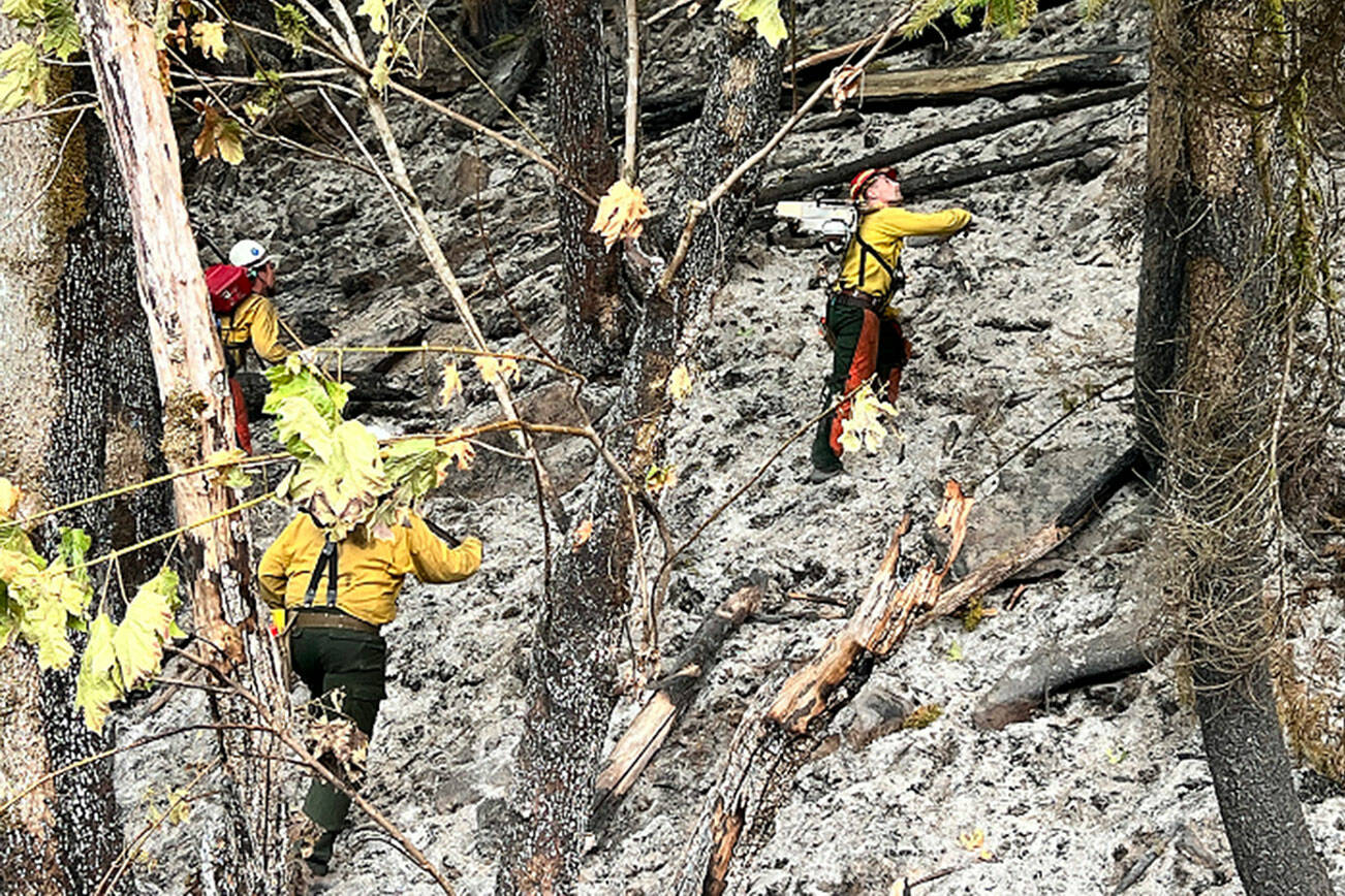 Firefighters climbed uphill to cut down trees and prevent them from falling onto the roadway near the Money Creek Campground northwest of Skykomish on Monday. (Peter Mongillo / Snohomish Regional Fire and Rescue)